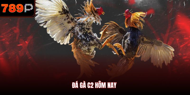 Đá gà C2