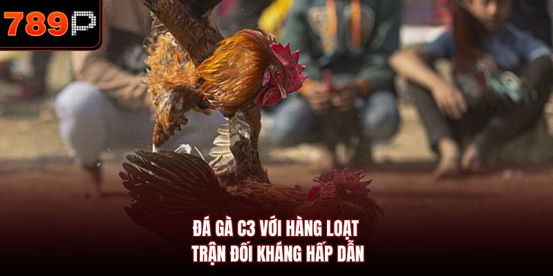Đá gà C3 với hàng loạt trận đối kháng hấp dẫn