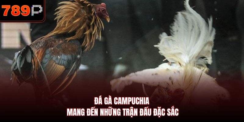 Đá gà Campuchia mang đến những trận đấu đặc sắc