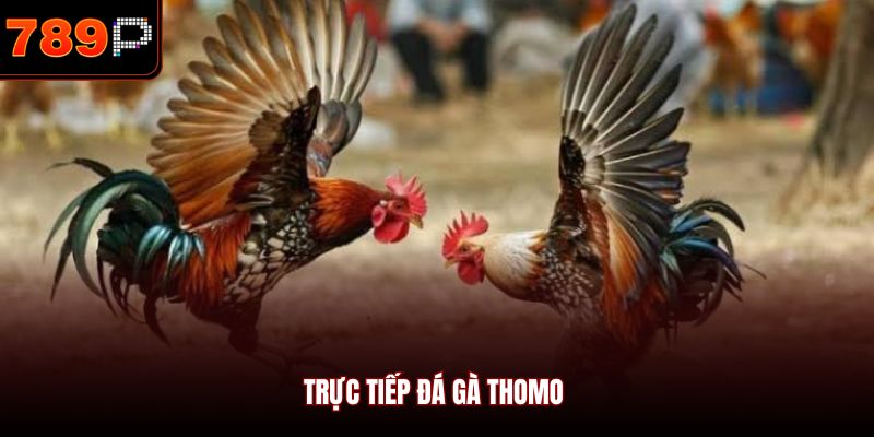 Trực tiếp đá gà Thomo